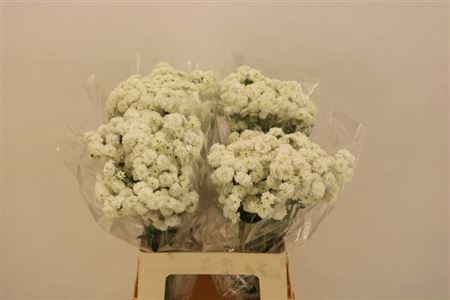 Ахилея-Achilea-Ov-60cm 4c7a918f-0d83-11f0-0a80-0c4900676757