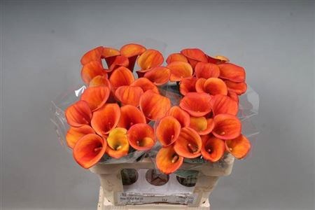 Калла-Zantedechia-Carvello-55cm 4c7aec74-92f4-11f0-0a80-0cc2001cbaa4