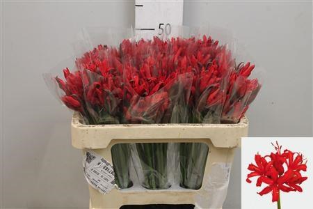 Нерине-Nerine-Sa Lydia-55cm 4c806688-5b5a-11ee-0a80-040f004360cb