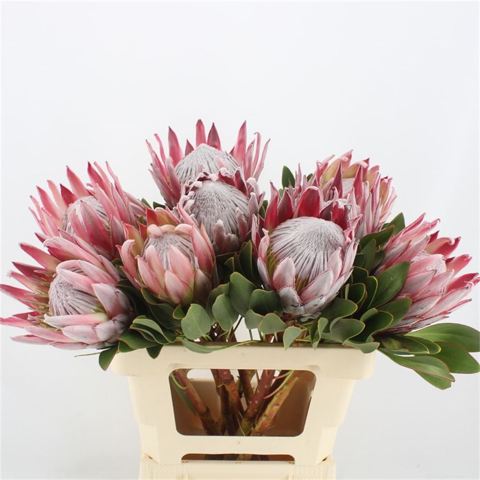 Протея-Protea-Cynaroides Mini-60cm 4c8cb0b0-3efc-11ed-0a80-0889001ddd25