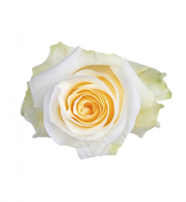 Роза-Rosa-Cream De La Creme-50cm--Uu 4ca282a0-bea1-11ef-0a80-038d00051e54