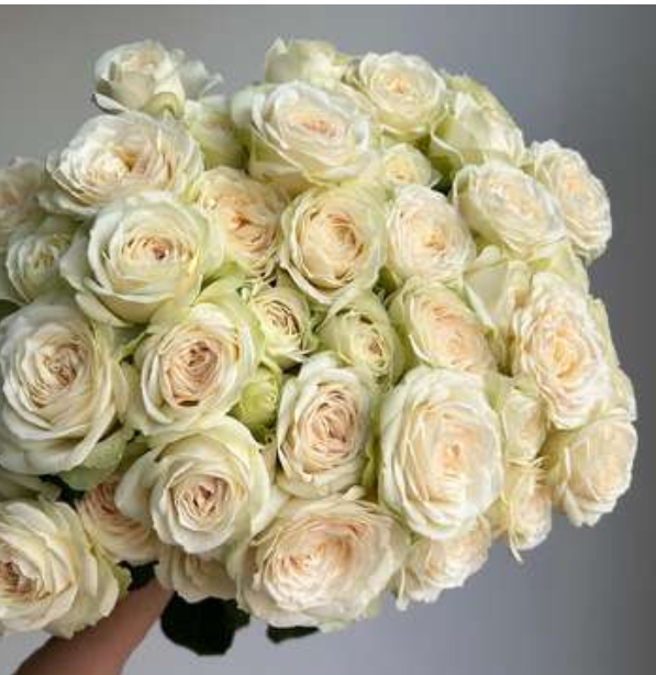 Роза куст-Rosa sp-Isabelle-70cm-RS 4cb18488-501f-11ef-0a80-048c0018b2a5