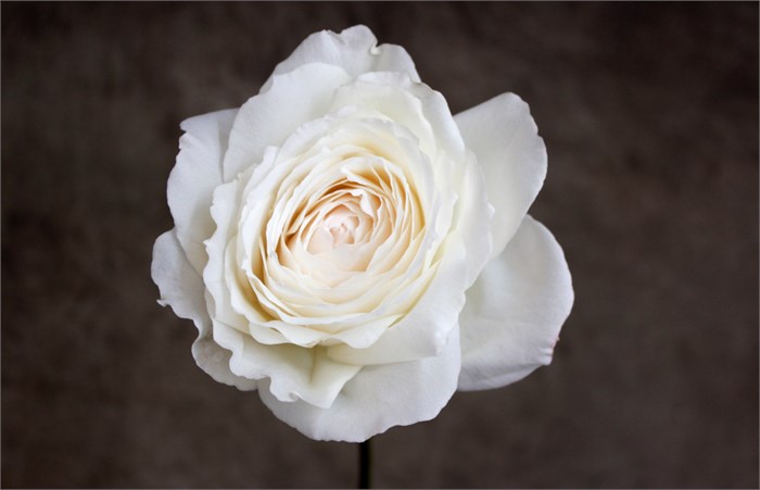 Садовая Роза-Garden Rosa-Princess Miyuki-50cm-Af 08fca60b-bfa7-11ec-0a80-0b4c00093b7f