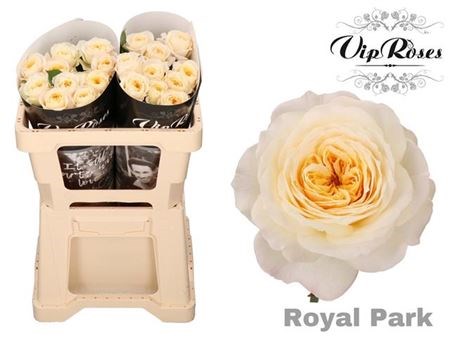 Роза-Rosa-Gr Royal Park-50cm 4ccf526a-bfa5-11ec-0a80-0b4c0007ca9e
