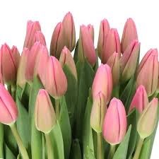 Тюльпан-Tulip-En Milkshake-46cm-38gr 08fcc816-c530-11f0-0a80-042d0025140a