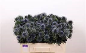 Эрингиум-Eryngium-Scorpiu Questar-50cm 4cf3064d-92f4-11f0-0a80-0cc2001cbab6