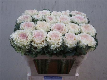 Брассика-Brassica-White Lady-70cm 4d247b74-3efc-11ed-0a80-0889001ddd31