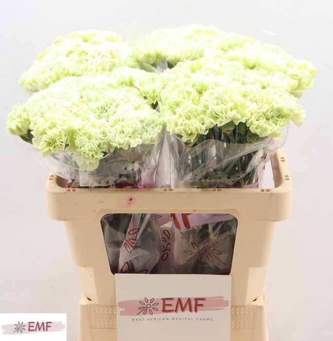 Гвоздика ст-Dianthus st-St Eternal Fairy+-65cm 4d42b740-0d83-11f0-0a80-0c4900676795