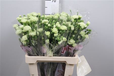 Гвоздика куст-Dianthus tr-Parsley+-65cm 4d461b06-0d83-11f0-0a80-0c4900676798