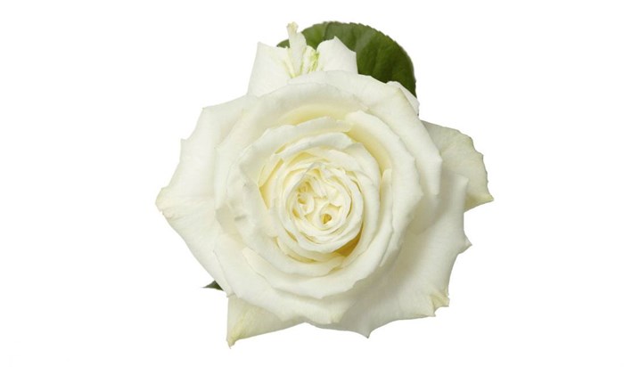 Роза-Rosa-Playa Blanca-50cm-EA 4d4703cb-bfa9-11ec-0a80-0b4c000b7829