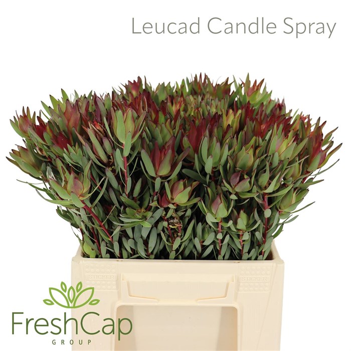 Леукадендрон-Leucadendron-Candle Spray-40cm 4d6e9588-0d83-11f0-0a80-0c49006767ac