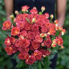 Роза куст-Rosa sp-Chocolate Bubbles-60cm-RS-vn 4d78f7ae-9e57-11ed-0a80-05fa002f6b8b