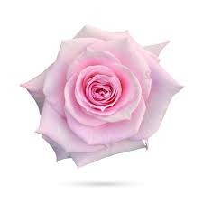 Роза-Rosa-Pink Cloud-60cm-AG-vn 4da13a68-9e54-11ed-0a80-02ee00266122
