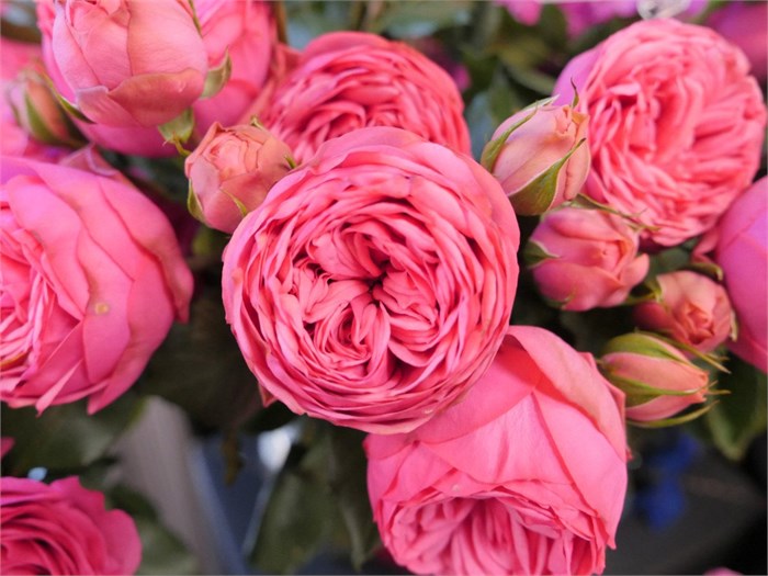 Садовая Роза-Garden Rosa-Pink Piano-50cm-Af 09115cae-bfa7-11ec-0a80-0b4c00093b91