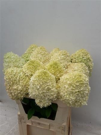 Гортензия-Hydrangea-Pa Limelight-80cm 4dafb10b-bfa4-11ec-0a80-0b4c0006d119