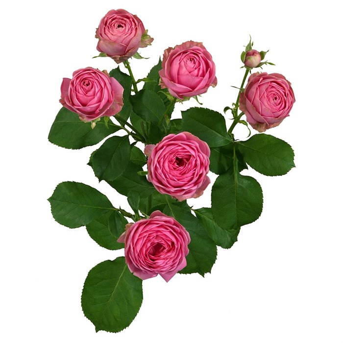 Роза куст-Rosa sp-Giselle-50cm-RS-vn 4db53ed6-9e57-11ed-0a80-05fa002f6bd4