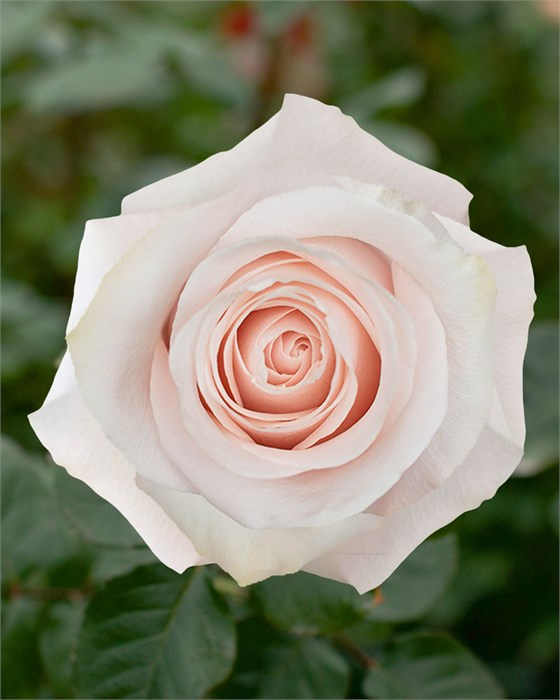 Роза-Rosa-Pomarosa-60cm-CN-vn 4dc9d1cf-9e54-11ed-0a80-02ee00266145