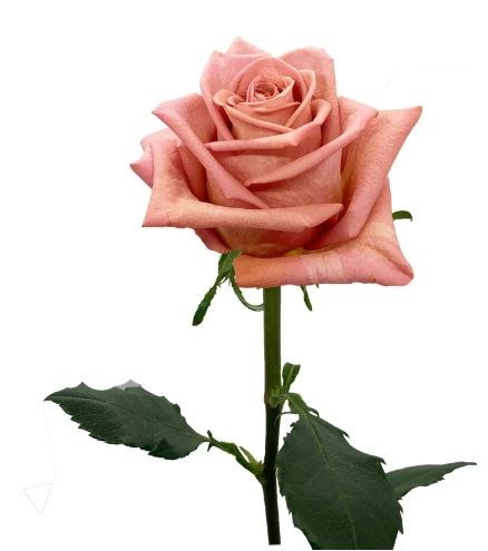 Роза-Rosa-Barista-50cm-CN-vn 4dcf4831-9e54-11ed-0a80-02ee0026614a