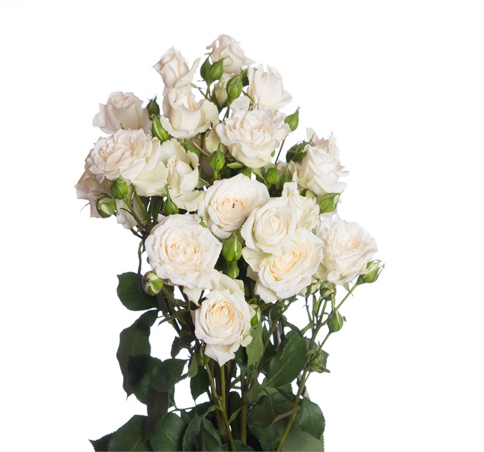 Роза куст-Rosa sp-Jeanine-50cm-Si-vn 4dd62fec-9e57-11ed-0a80-05fa002f6bfc