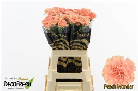 Гвоздика ст-Dianthus st-Peach Wonder-60cm 4df2285f-96c2-11ef-0a80-14c5002ddb39