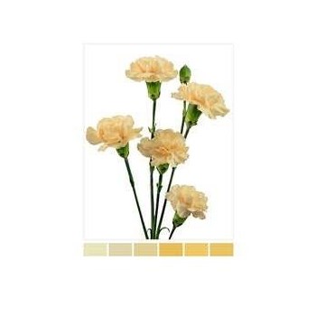 Гвоздика куст SE-Dianthus sp SE-Cream Intermezzo-FC 4df42543-6069-11ef-0a80-01dc0017af98