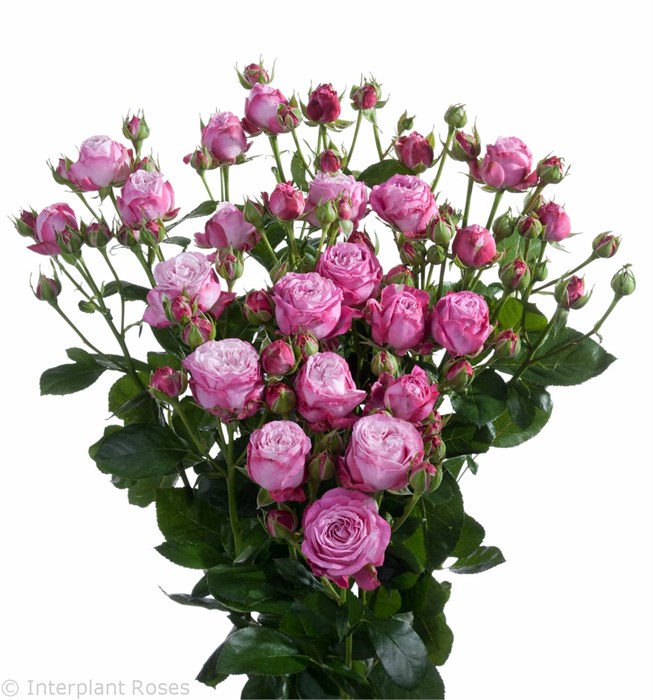 Роза куст-Rosa sp-Lady Bombastic-60cm-Si-vn 4e0192ba-9e57-11ed-0a80-05fa002f6c2b