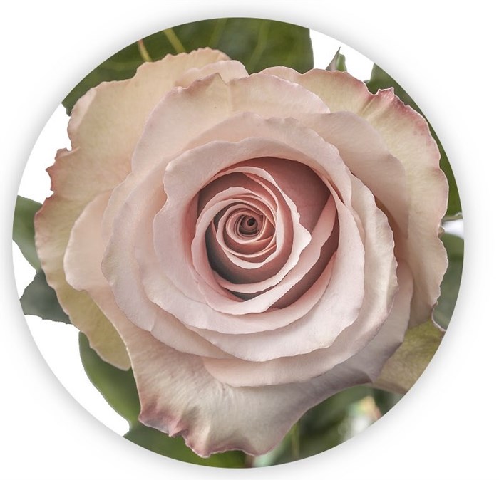 Роза-Rosa-Quicksand-40cm--MS 0937fc26-bfa9-11ec-0a80-0b4c000af106