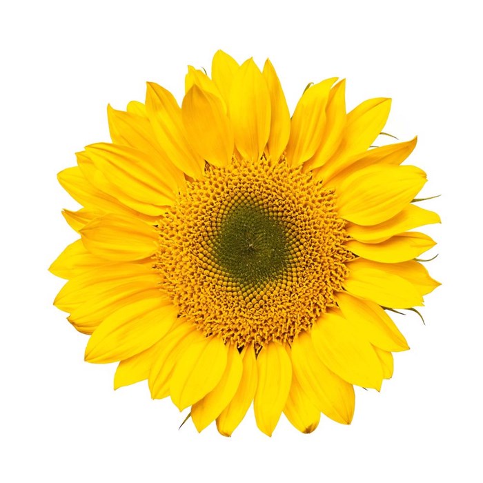 Подсолнух-Sunflowers-Sunrich Gold-70cm-EA-vn 4e24ba3e-9e54-11ed-0a80-02ee00266186