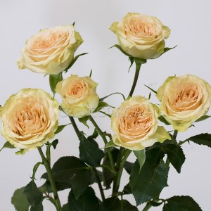 Роза куст-Rosa sp-Brilliant Stars Apricot-60cm-EA-vn 4e30e921-9e54-11ed-0a80-02ee00266190