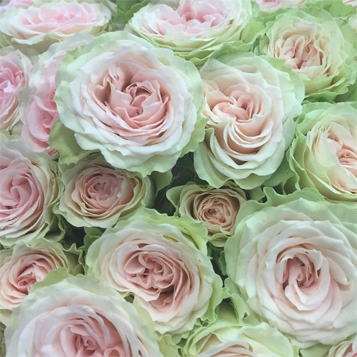 Роза куст-Rosa sp-Brilliant Stars Green Pink-60cm-EA-vn 4e3d489b-9e54-11ed-0a80-02ee0026619a