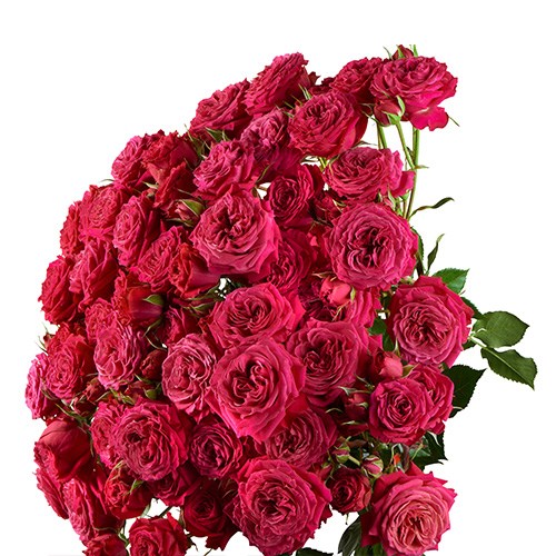 Роза куст-Rosa sp-Domino-60cm-FE-vn 4e6c3054-9e54-11ed-0a80-02ee002661c2
