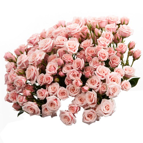 Роза куст-Rosa sp-Majolika-60cm-Fe-vn 4e7984f0-9e54-11ed-0a80-02ee002661cc