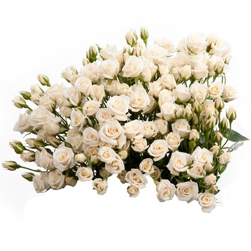 Роза куст-Rosa sp-White Majolika-50cm-FE-vn 4e7f4e46-9e54-11ed-0a80-02ee002661d1