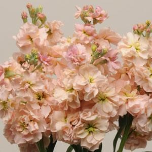 Маттиола-Matthiola-Albaricoque-70cm-IS-vn 4e8fd0ab-9e54-11ed-0a80-02ee002661e0