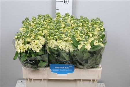 Маттиола-Matthiola-Noble-70cm-IS-vn 4e9c1d97-9e54-11ed-0a80-02ee002661ea