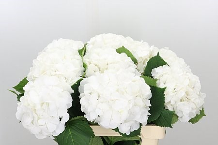 Гортензия-Hydrangea-Schneeball-80cm 4ea149b3-bfa4-11ec-0a80-0b4c0006d217