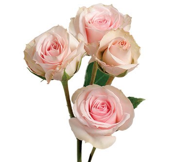 Роза куст-Rosa sp-Star Blush-50cm-IS-vn 4ecf8aea-9e54-11ed-0a80-02ee00266217