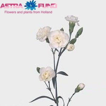 Диантус куст. Рамайя (бел.) 4ed44751-d6a0-11ec-0a80-029b002203e9