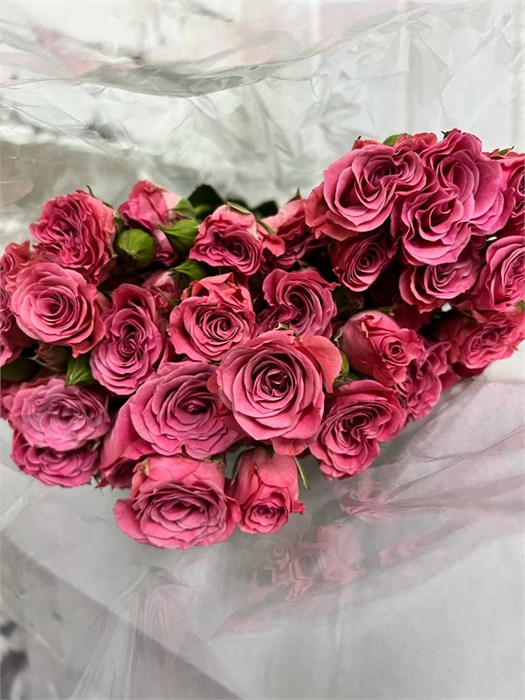 Роза куст-Rosa tr-Storm-40см 4f082cd6-e806-11ed-0a80-041b002d7774