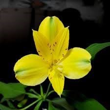 Альстромерия-Alstroemeria-Estrada-70cm 0979eedd-9ac8-11ef-0a80-17c800241a3f