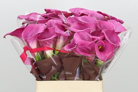 Калла-Zantedechia-Fantasia Dark Pink--60cm-1gr 4f6af2ed-4963-11ed-0a80-08df0011aaf2