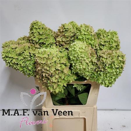 Гортензия-Hydrangea-Pa Mag Candl Cl-70cm 4f816c5c-bfa4-11ec-0a80-0b4c0006d2e6