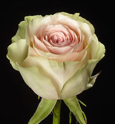 Роза-Rosa-Frutteto-50cm-PE-vn 4f90267c-9e54-11ed-0a80-02ee002662c1