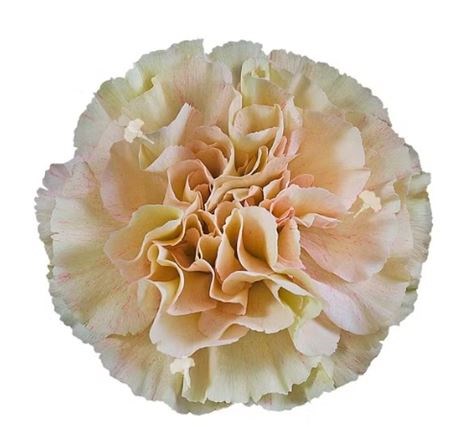 Гвоздика-Carnation-Creta-60cm-Si 4fb911a9-032f-11ef-0a80-0d860000ebc7