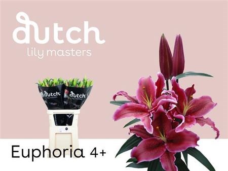 Лилия-Lilium-Euphoria-95cm 4fc7897f-4963-11ed-0a80-08df0011ab76