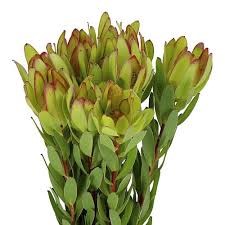 Леукадендрон-Leucadendron-Safari Goldstrike-80cm 09822193-d735-11ef-0a80-04fd00ce8f1f