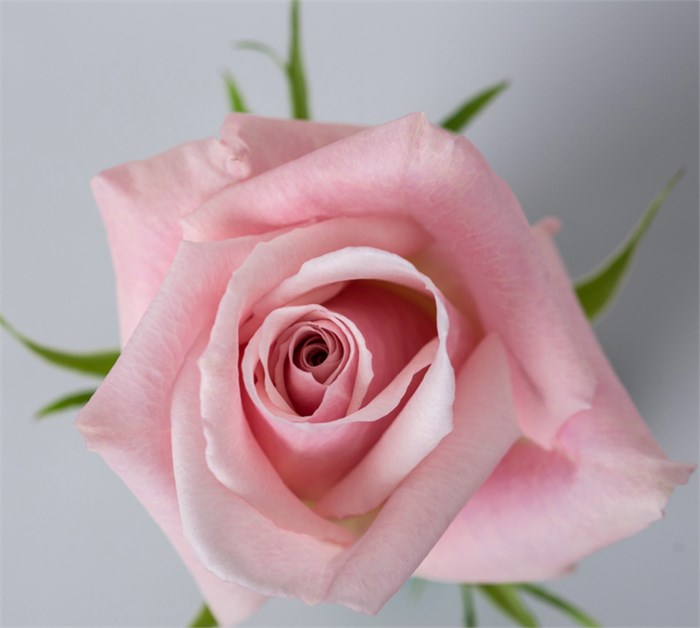 Роза-Rosa-Sweet Escimo-50cm-PE-vn 4fe07910-9e54-11ed-0a80-02ee002662fd