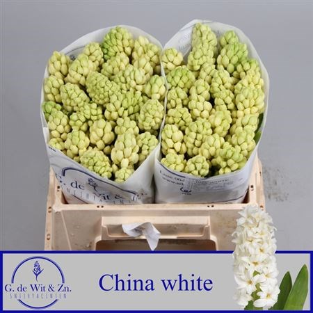 Гиацинт-Hyacinthus-China White--28cm 4fe11062-f6e1-11f0-0a80-03eb0013249d