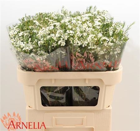 Ваксфлауэр-Chamelacium-Grace-70cm-70gr 5004e824-4963-11ed-0a80-08df0011ab7f