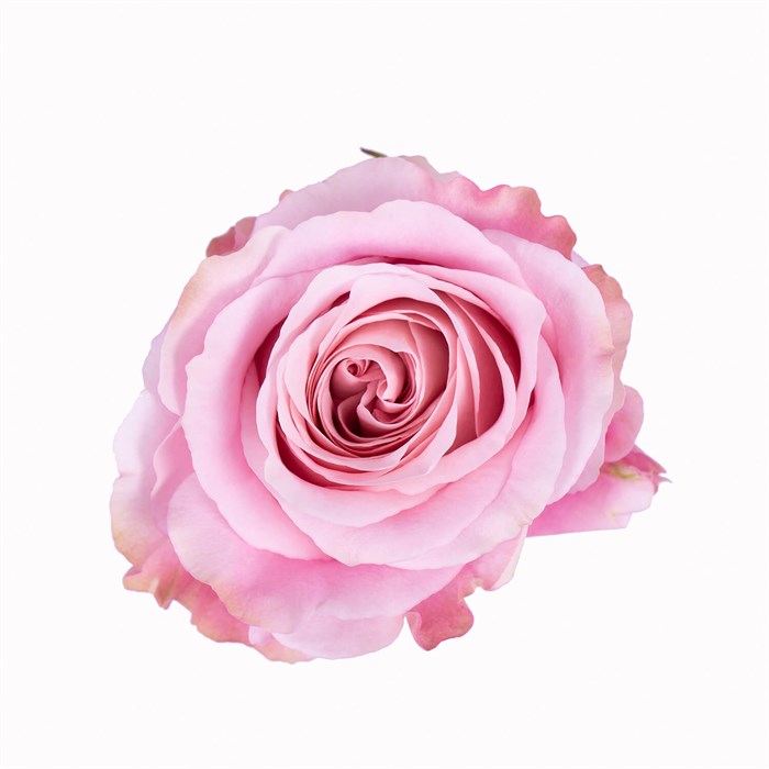 Роза-Rosa-Sweet 4 Love-50cm-PE-vn 50154167-9e54-11ed-0a80-02ee0026632a